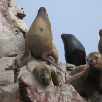 Islas Ballestas